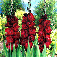 Гладиолус крупноцветковый Блэк Сюрпрайз