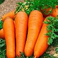 Морковь Курода Шантанэ