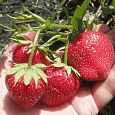 Земляника садовая Хоней