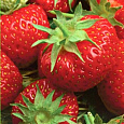 Земляника садовая Надежда Земляника садовая Надежда