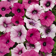 Петуния ампельная F1 Шок Пауэр Микс