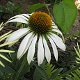 Рудбекия пурпурная Белая лебедь