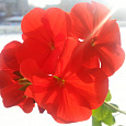 Пеларгония зональная Горизонт Скарлет