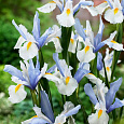 Ирис  Silver Beauty