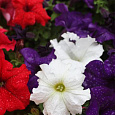 Петуния грандифлора Дримс Патриот