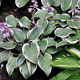 Хоста гибридная Фест Фрост Хоста гибридная Фест Фрост