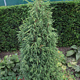 Можжевельник Hibernica Variegata