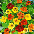 Настурция (Капуцин) Большая Смесь окрасок