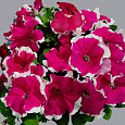 Петуния грандифлора Лимбо Джи Пи	Роуз Пикоти