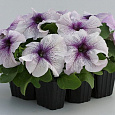 Петуния грандифлора Призм Блекберри Сандай