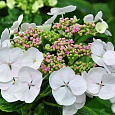 Гортензия крупнолистовая Либелла
