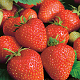 Земляника садовая Кристина Земляника садовая Кристина