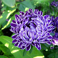 Астра пионовидная Седая Дама синяя