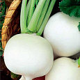 Редька Зимняя круглая белая