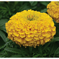Бархатцы прямостоячие Дюн Голд