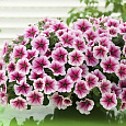 Петуния ампельная F1 Шок Вейв Пинк Вейн