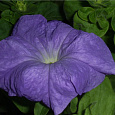 Петуния крупноцветковая Надее F1