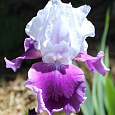 Ирис германский Gay  Parasol