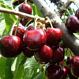 Черешня Биг Стар