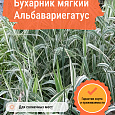 Бухарник мягкий Альбавариегатус Бухарник мягкий Альбавариегатус