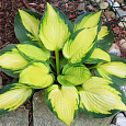 Хоста Гибридная Georgia Sweetheart