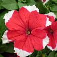 Петуния грандифлора Дримс Ред Пикоти