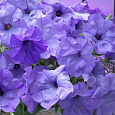 Петуния гибридная Ивнинг Сенсейшн