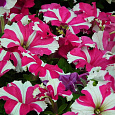 Петуния крупноцветковая Танго Розовая с белой звездой
