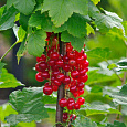 Смородина красная Асора