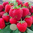 Земляника садовая Маэстро Земляника садовая Маэстро